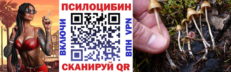 где купить наркоту  Томилино  блэк спрут онион  Псилоцибиновые грибы Psilocybine cubensis 
